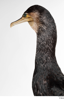  Double-crested cormorant Phalacrocorax auritus head neck 0001.jpg